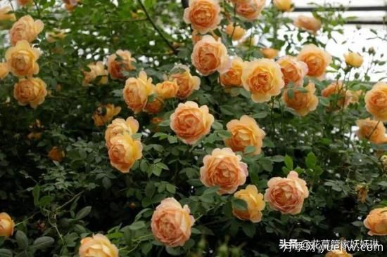 藤本月季的優(yōu)缺點(diǎn)是什么？有哪些？(圖10)