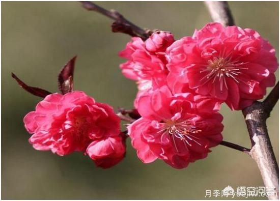 園林適合種植紅葉碧桃嗎？(圖4)
