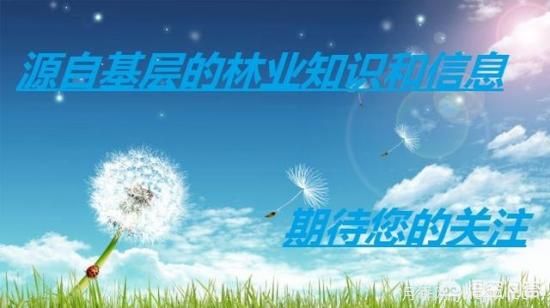 園林適合種植紅葉碧桃嗎？(圖5)