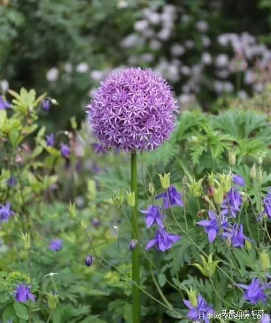 天津市哪賣(mài)月季花品種***多？(圖1)