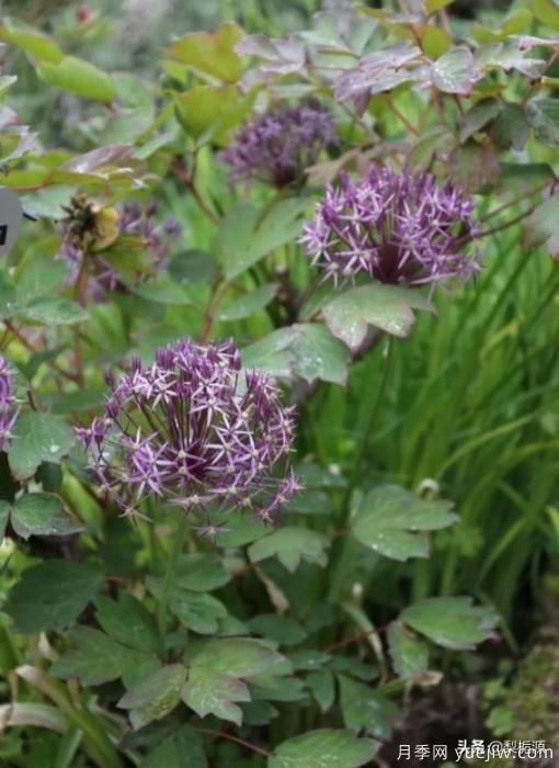 天津市哪賣(mài)月季花品種***多？(圖4)