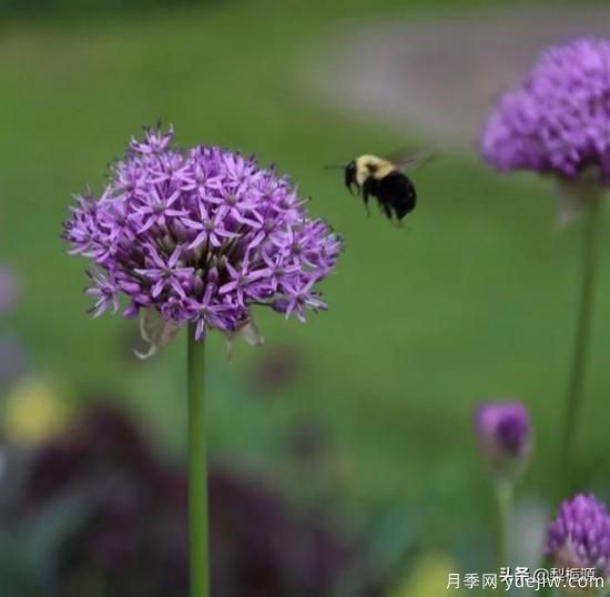 天津市哪賣(mài)月季花品種***多？(圖2)