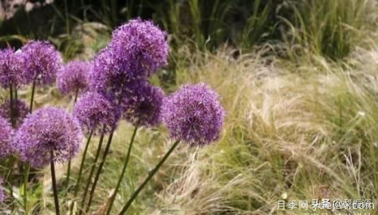 天津市哪賣(mài)月季花品種***多？(圖3)