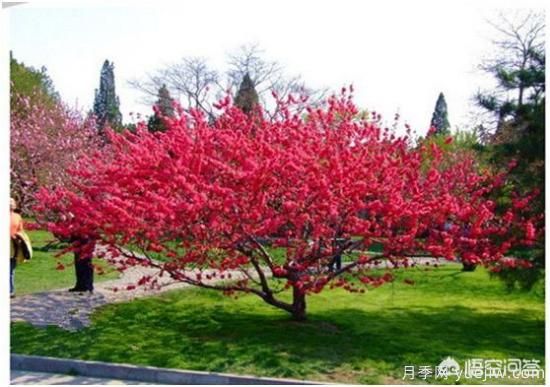 天津市哪賣(mài)月季花品種***多？(圖5)
