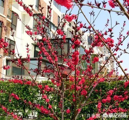 園林適合種植紅葉碧桃嗎？(圖9)