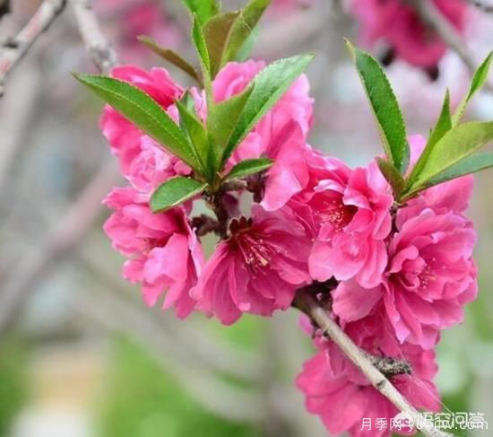 園林適合種植紅葉碧桃嗎？(圖6)