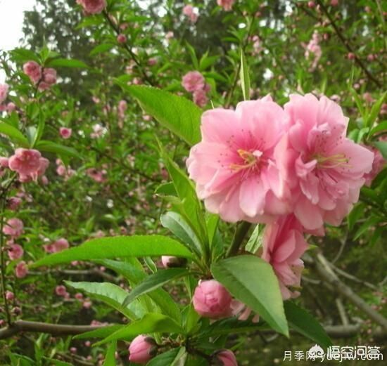 園林適合種植紅葉碧桃嗎？(圖10)