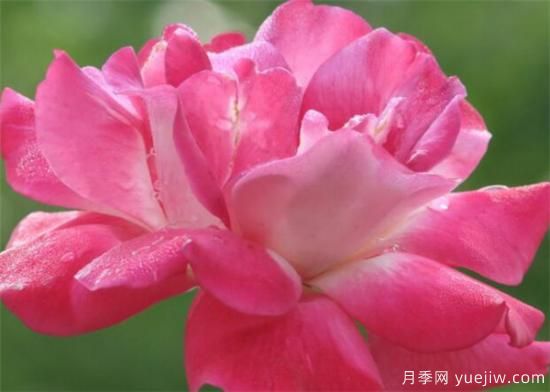 月季花的功效和作用有那些  盤(pán)點(diǎn)月季的主要價(jià)值(圖3)