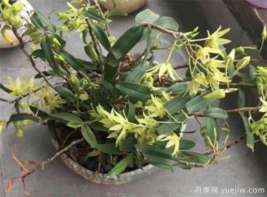 新種的石斛多久服盆 石斛養殖方法和注意事項(圖3)