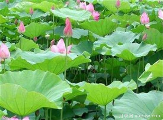 蓮花和荷花的區別有哪些(圖3)
