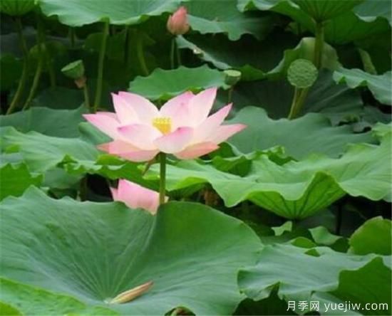 蓮花和荷花的區別有哪些(圖1)