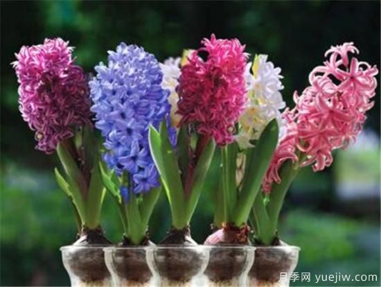 風(fēng)信子花期是幾月份 風(fēng)信子的花語(yǔ)和寓意和傳說(shuō)是什么(圖3)