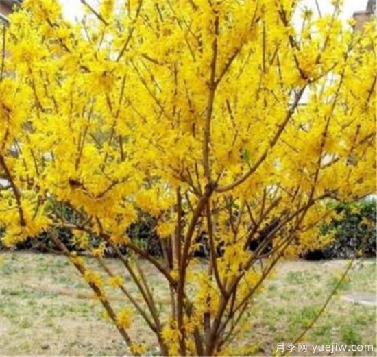 連翹樹(shù)壽命是幾年 連翹種植后幾年結果(圖1)