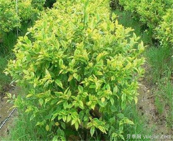 連翹樹(shù)壽命是幾年 連翹種植后幾年結果(圖2)