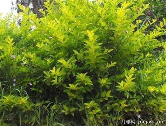 連翹樹(shù)壽命是幾年 連翹種植后幾年結果(圖3)