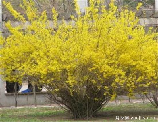 連翹樹(shù)有什么價(jià)值 連翹的功效和作用介紹(圖3)