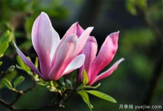 南陽(yáng)紫玉蘭近期價(jià)格 2021年紫玉蘭基地報價(jià)(圖2)