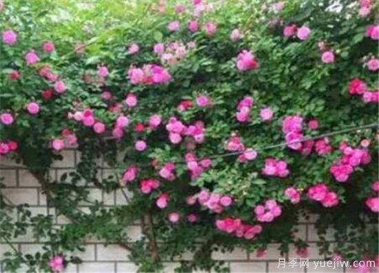 薔薇花幾年能爬滿(mǎn)墻 薔薇花如何修剪(圖3)
