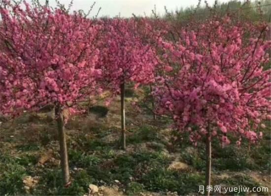 榆葉梅什么時(shí)候剪枝 榆葉梅修剪方法和注意事項(圖1)