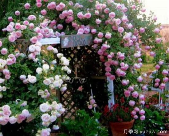 薔薇花苗的近期價(jià)格是多少 2020年薔薇樹(shù)***新報價(jià)(圖1)