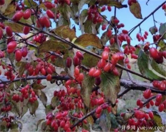 山茱萸和吳茱萸的區別 山茱萸泡水喝的功效(圖2)