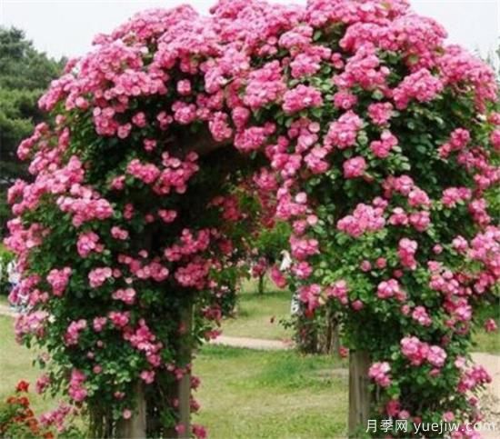薔薇花苗的近期價(jià)格是多少 2020年薔薇樹(shù)***新報價(jià)(圖3)
