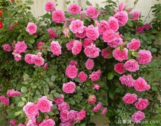 薔薇花苗的近期價(jià)格是多少 2020年薔薇樹(shù)***新報價(jià)(圖2)