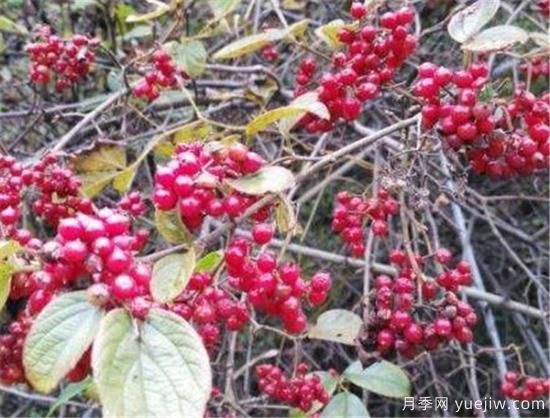山茱萸和吳茱萸的區別 山茱萸泡水喝的功效(圖1)