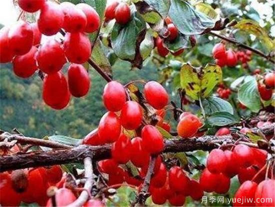 山茱萸的功效與作用有哪些 山茱萸價(jià)格多少錢(qián)一斤(圖1)