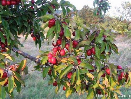 山茱萸的功效與作用有哪些 山茱萸價(jià)格多少錢(qián)一斤(圖2)