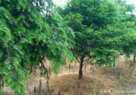 紅豆杉近期價(jià)格表 10到15公分紅豆杉近期報價(jià)(圖1)