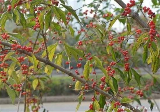 紅豆樹(shù)的功效作用有哪些 淺談紅豆樹(shù)的價(jià)值(圖1)