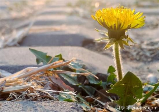 生命力頑強的植物有哪些 頑強又不起眼的植物(圖2)