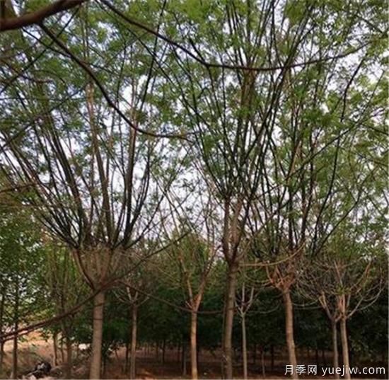 國槐的種植間距你覺(jué)得應該如何控制比較好(圖2)