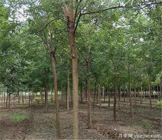 國槐是冬季修剪還是春季修剪好 國槐什么時(shí)間修剪好(圖3)