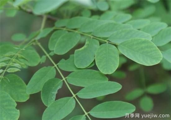 國槐的樹(shù)葉和果實(shí)的功效價(jià)值(圖1)