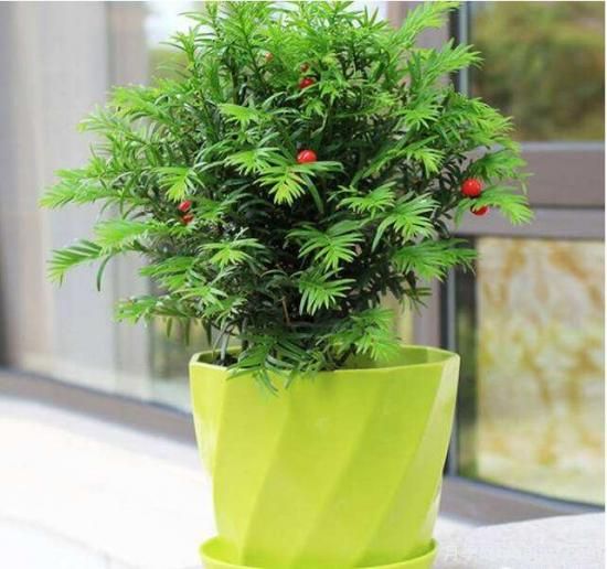 紅豆杉病蟲(chóng)害的防治方法，莖腐病和白絹病是罪魁禍首(圖4)