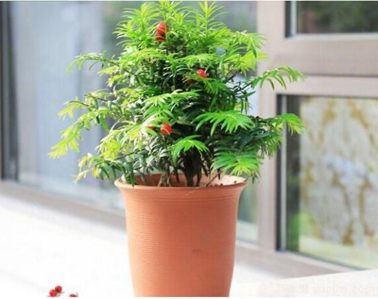 紅豆杉病蟲(chóng)害的防治方法，莖腐病和白絹病是罪魁禍首(圖2)