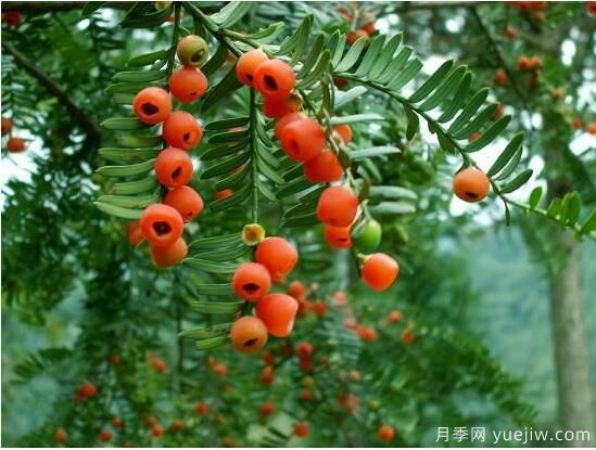 紅豆杉病蟲(chóng)害的防治方法，莖腐病和白絹病是罪魁禍首(圖1)