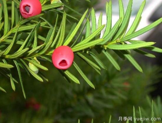 紅豆杉施什么肥好，紅豆杉施氮、磷、鉀肥***好(圖6)