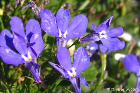 花的種類(lèi)大全 常見(jiàn)鮮花種類(lèi)(圖1)