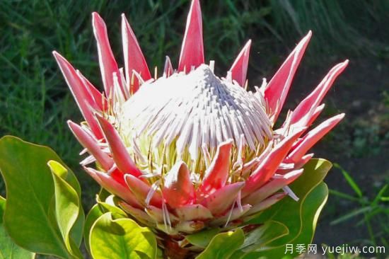 花的種類(lèi)大全 常見(jiàn)鮮花種類(lèi)(圖3)