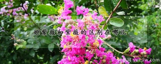 姬紫薇和紫薇的區別在哪兒(圖1)