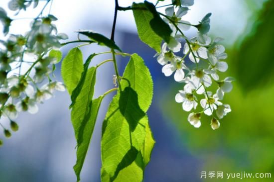 花的種類(lèi)大全 常見(jiàn)鮮花種類(lèi)(圖2)