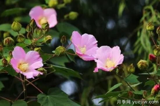 什么花***好養 家里***好養的花卉排名(圖2)