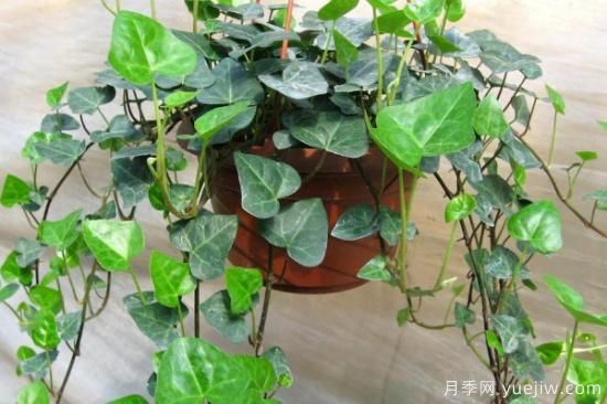 水培植物圖片名稱(chēng)大全 常見(jiàn)水培植物(圖1)