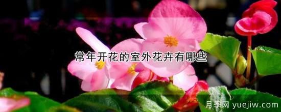 常年開(kāi)花的室外花卉有哪些(圖1)