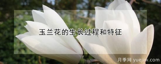 玉蘭花的生長(cháng)過(guò)程和特征(圖1)