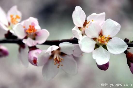 先開(kāi)花后長(cháng)葉的樹(shù)是什么樹(shù)(圖3)