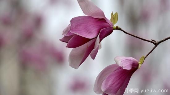 先開(kāi)花后長(cháng)葉的樹(shù)是什么樹(shù)(圖1)